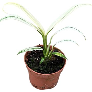 Epipremnum amplissimum 'Variegata'