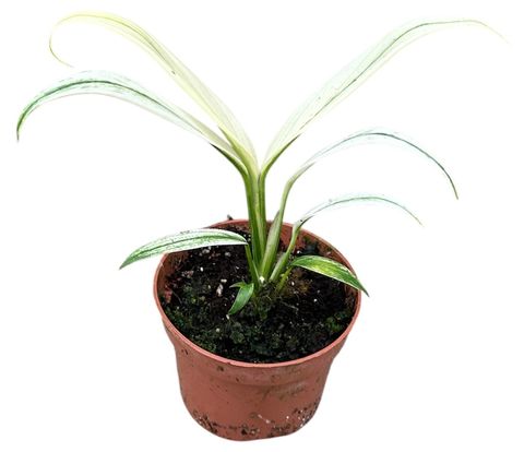 Epipremnum amplissimum 'Variegata'