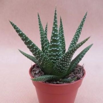 Haworthia 'Universe'