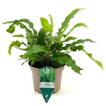 Asplenium scolopendrium