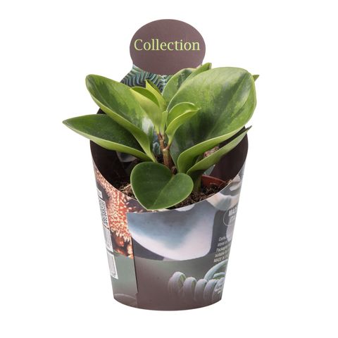 Peperomia obtusifolia