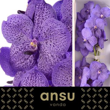 Vanda LAVENDER SPRINKLES LARGE