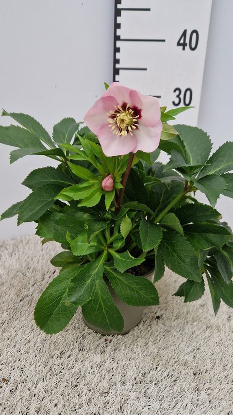 Helleborus 'Ashwood Peach Cocktail'