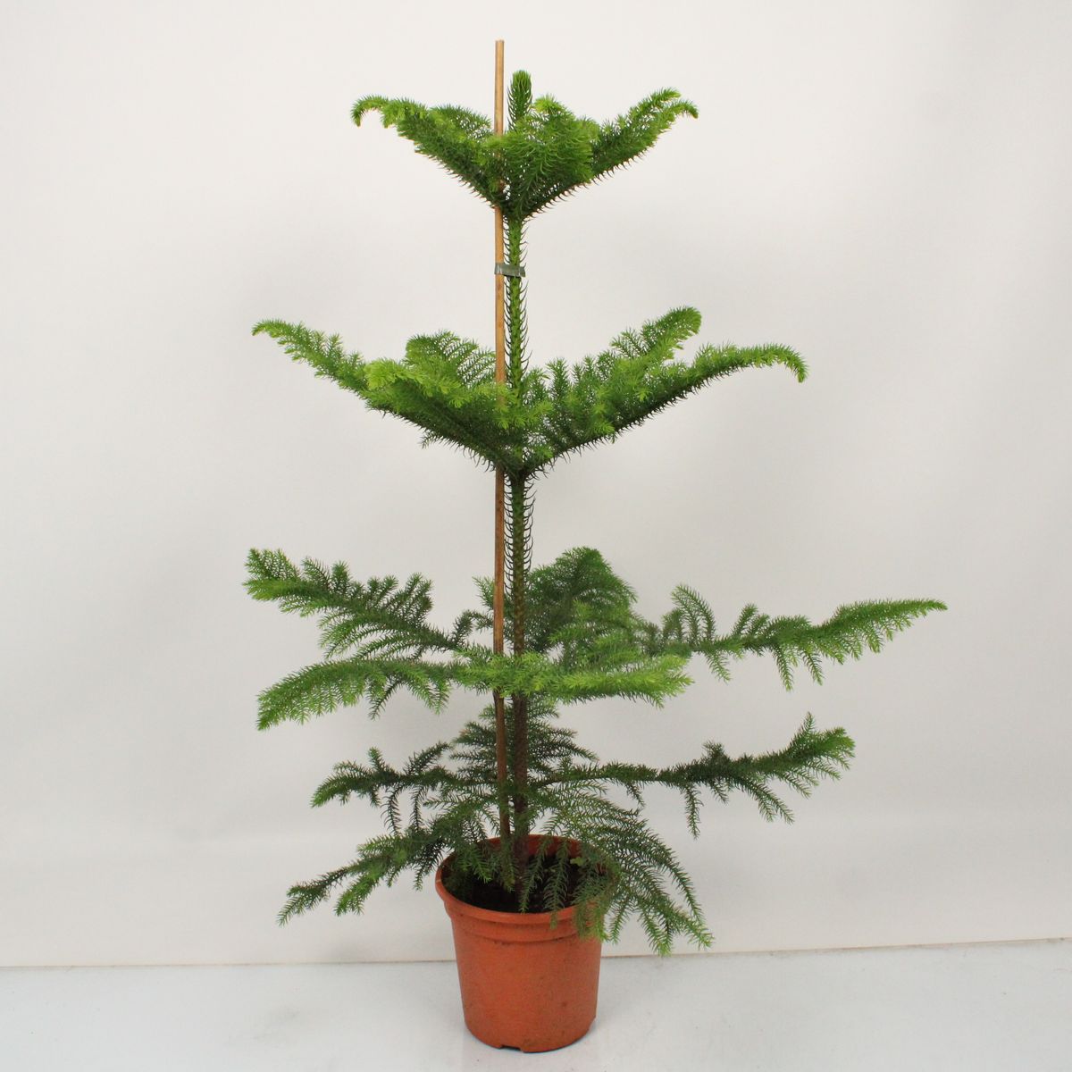 1x FloraStore 95 cm Araucaria Heterophylla House Plant chambered Pot Size 24 cm