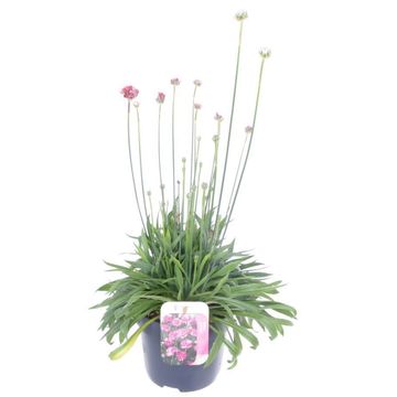 Armeria pseudarmeria 'Ballerina Red'