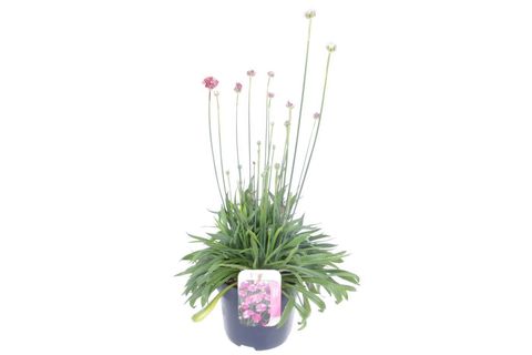 Armeria pseudarmeria 'Ballerina Red'