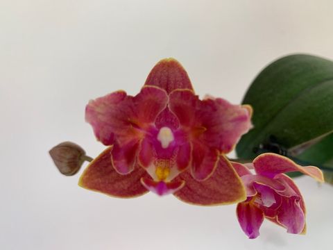 Phalaenopsis FLORICLONE DUSTY BELLE