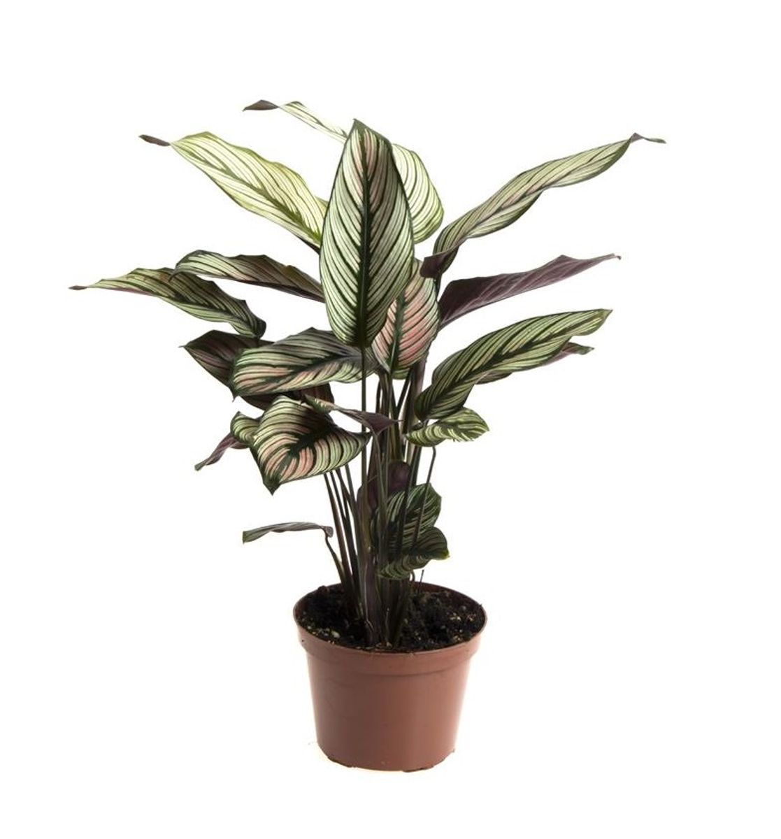 Calathea majestica 'Whitestar'  Plant Wholesale FlorAccess