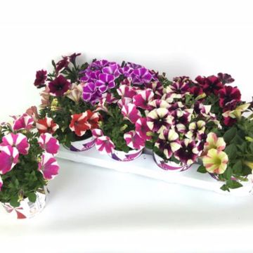 Petunia PEPPY MIX
