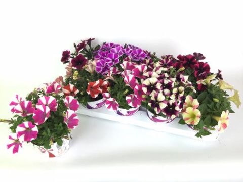 Petunia PEPPY MIX