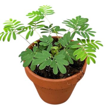 Mimosa pudica