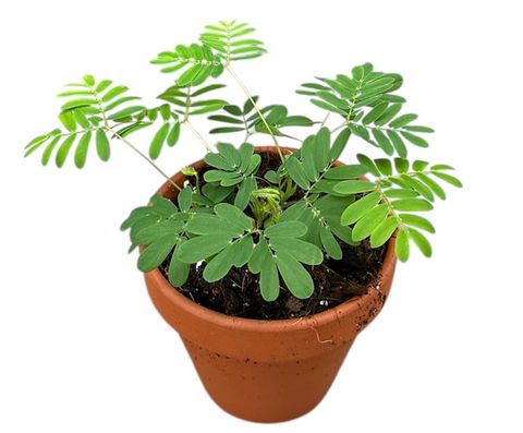 Mimosa pudica