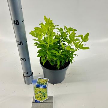 Choisya ternata SUNDANCE