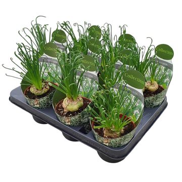 Albuca spiralis