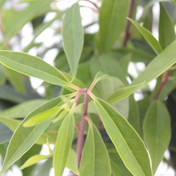Sarcococca hookeriana PURPLE GEM