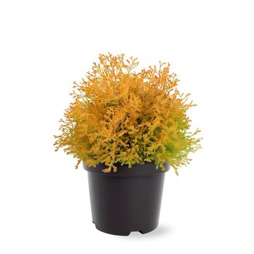 Thuja occidentalis 'Rheingold'