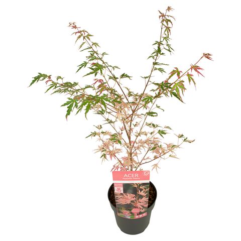 Acer palmatum 'Taylor' — Plant Wholesale FlorAccess