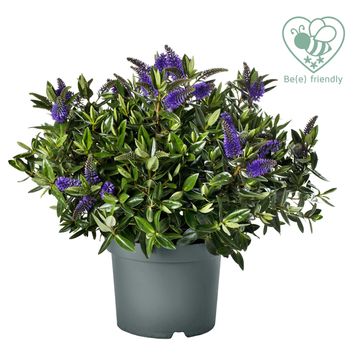 Hebe HEBEDONNA BRITTA