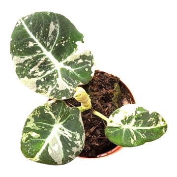 Alocasia 'Black Velvet Variegata'
