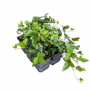 Hedera helix 'Shamrock'