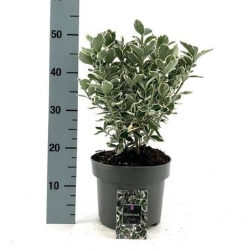 Euonymus japonicus 'Kathy'
