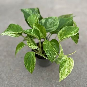 Epipremnum pinnatum 'Marble Queen'