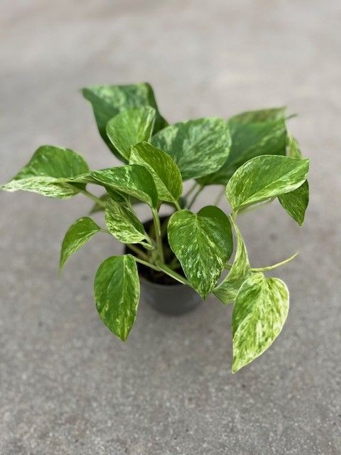 Epipremnum pinnatum 'Marble Queen'