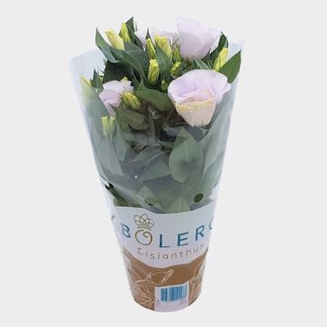 Eustoma grandiflorum 'Bolero Ivory'