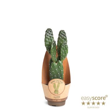 Opuntia pubescens