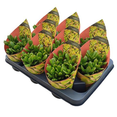 Crassula portulacea