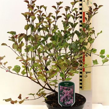 Syringa meyeri 'Palibin'