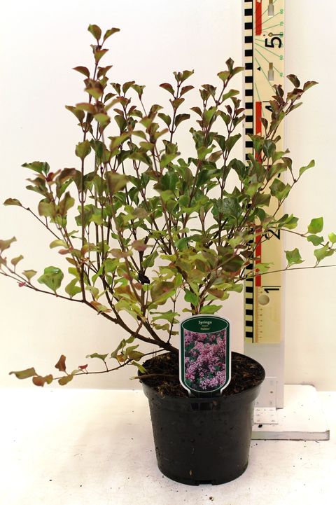 Syringa meyeri 'Palibin'