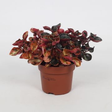 Peperomia 'Crème Brûlée'