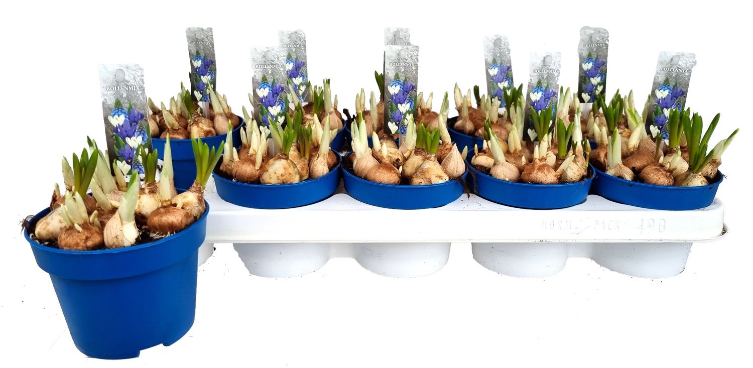 Bulbous plants MIX IN POT — Plant Wholesale FlorAccess