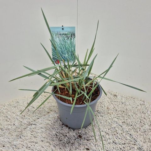Leymus arenarius 'Blue Dune'