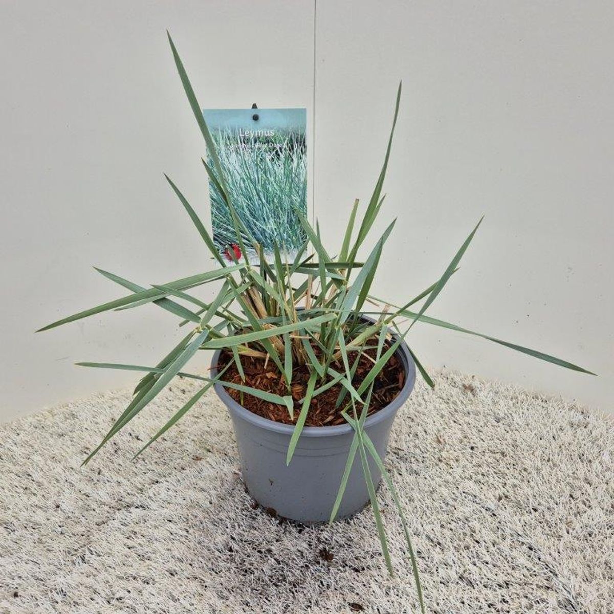 3x Leymus Arenarius Blue Dune - Blaues Ziergras Winterhart 80-100cm