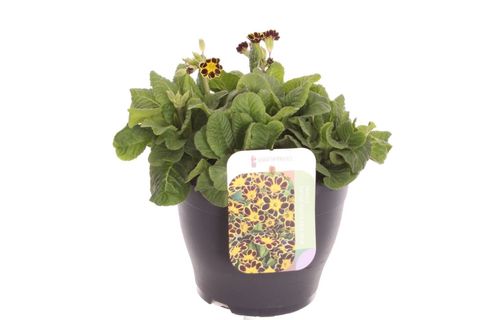 Primula 'Mister Gold Laced'