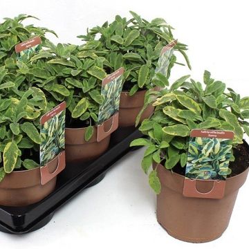 Salvia officinalis 'Aurea'