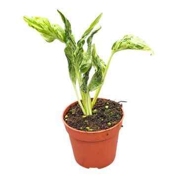 Epipremnum aureum 'Teruno Love Song'