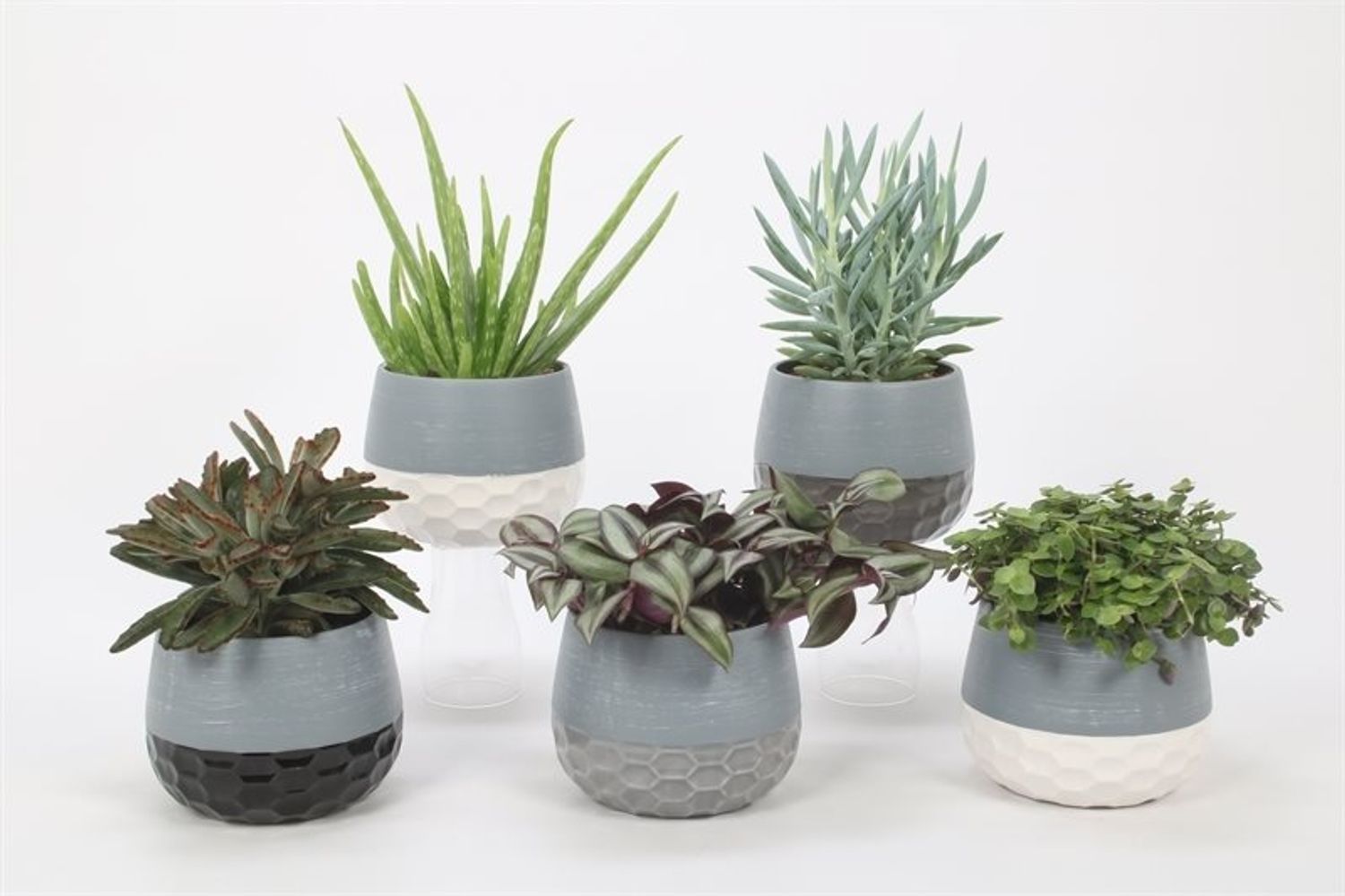 Houseplants MIX — Plant Wholesale FlorAccess