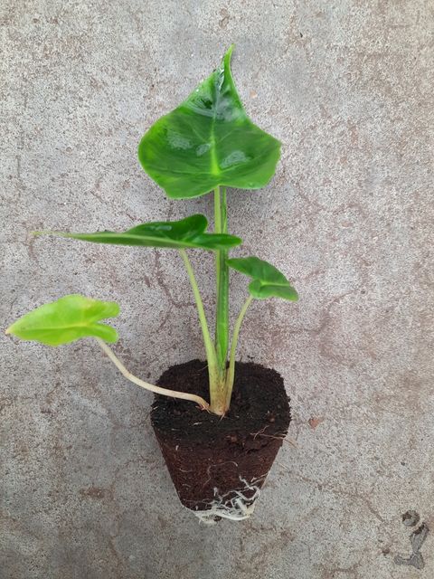 Alocasia macrorrhizos 'Lutea Lime'