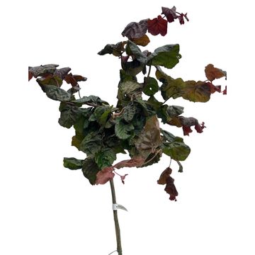 Corylus 'Red Majestic'