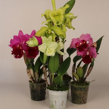 Cattleya MIX