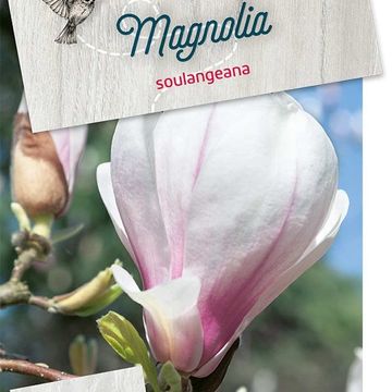 Magnolia x soulangeana