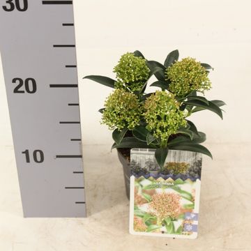 Skimmia japonica 'Marlot'