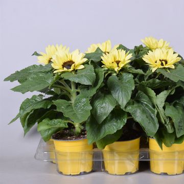 Helianthus annuus 'Sunsation Lemon'
