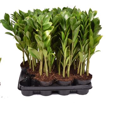 Zamioculcas zamiifolia 'Zamicro'