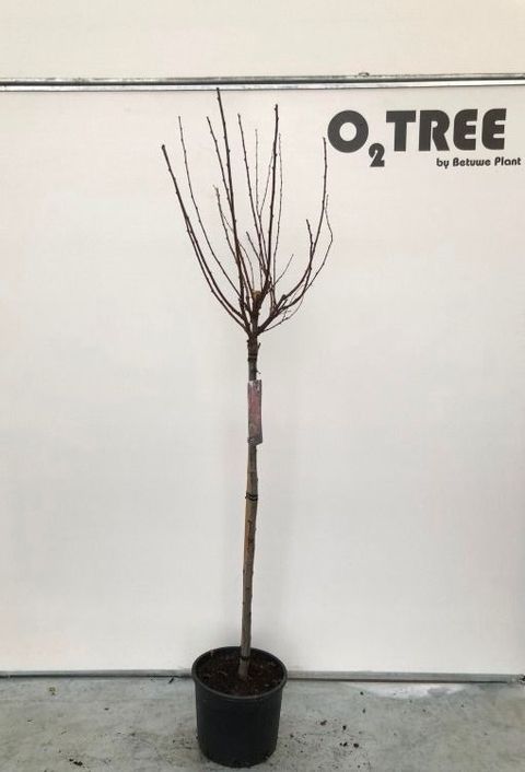 Prunus nipponica 'Brillant'