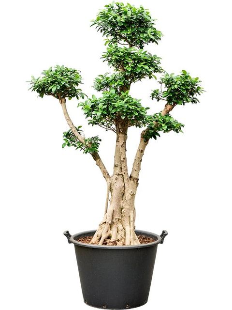 Ficus microcarpa 'Nitida'