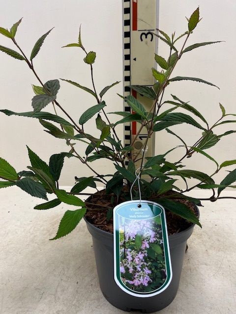 Viburnum plicatum 'Molly Schroeder'